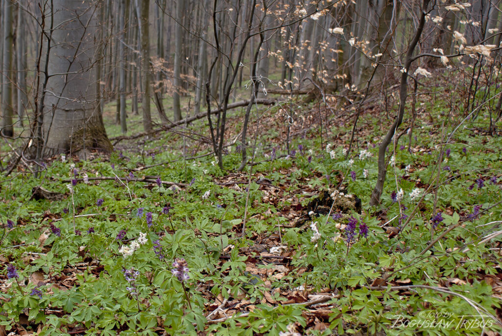 Fotografia przedstawia leśną łąkę kwitnącej kokoryczy pustej. To gatunek byliny należący do rodziny makowatych. Kwitnie wiosną od marca do maja w lasach liściastych, przede wszystkim bukowych.