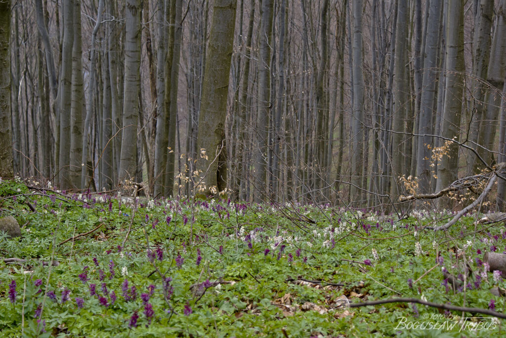 Fotografia przedstawia leśną łąkę kwitnącej kokoryczy pustej. To gatunek byliny należący do rodziny makowatych. Kwitnie wiosną od marca do maja w lasach liściastych, przede wszystkim bukowych.