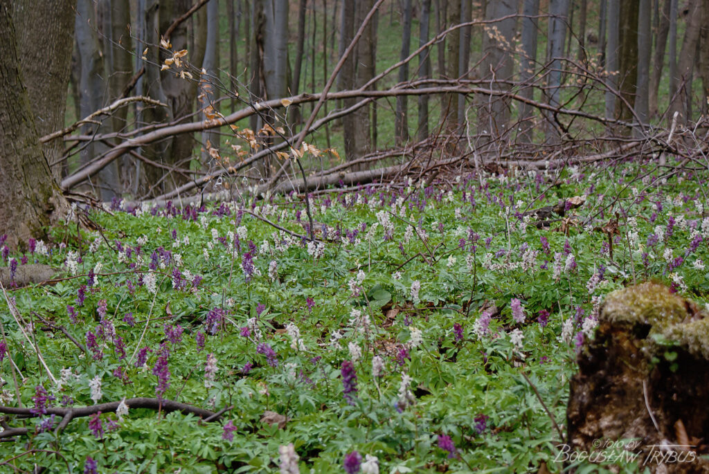Fotografia przedstawia leśną łąkę kwitnącej kokoryczy pustej. To gatunek byliny należący do rodziny makowatych. Kwitnie wiosną od marca do maja w lasach liściastych, przede wszystkim bukowych.
