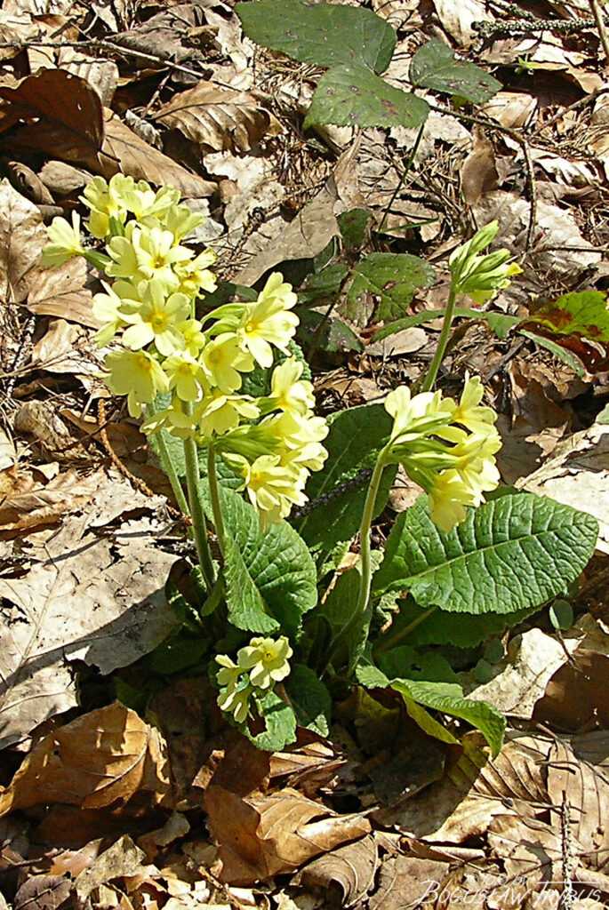 Fotografia przedstawiająca pierwiosnek wyniosły. To gatunek rośliny należący do rodziny pierwiosnkowatych. Rośnie dziko głównie w górach, w zaroślach, lasach liściastych, jest częściowo chroniony.