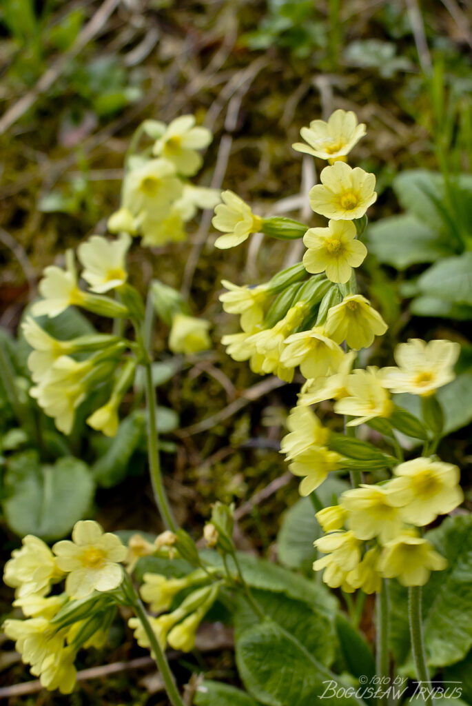 Fotografia przedstawiająca pierwiosnek wyniosły. To gatunek rośliny należący do rodziny pierwiosnkowatych. Rośnie dziko głównie w górach, w zaroślach, lasach liściastych, jest częściowo chroniony.