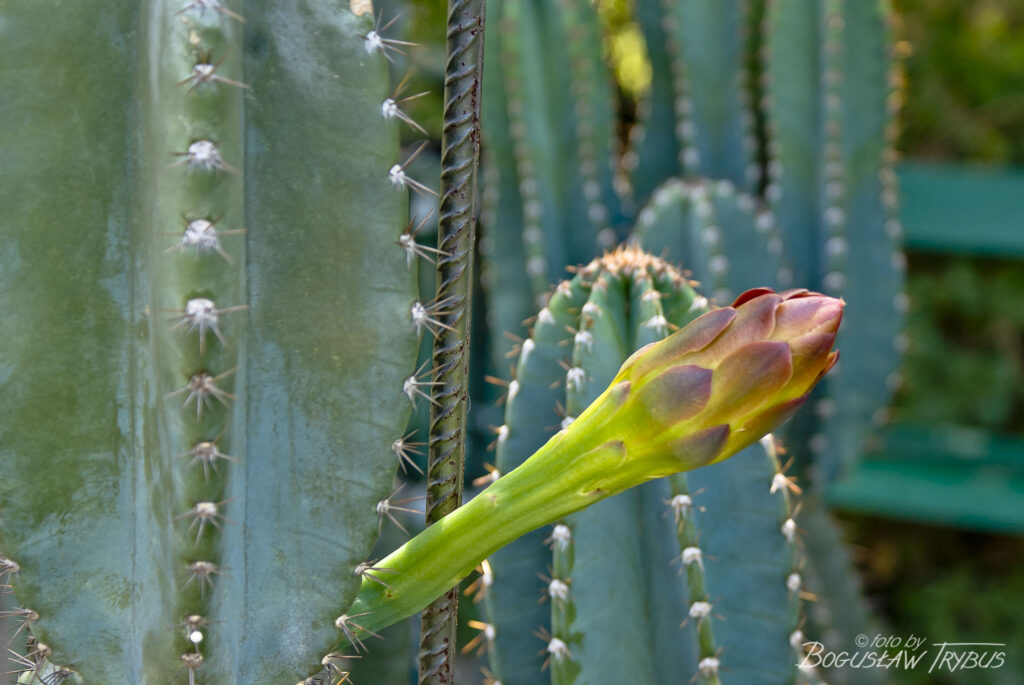 Fotografia przedstawia Cereusa peruvianus z pączkiem kwiatowym. Jest wysokim, rozłożystym kaktusem kolumnowym dobrze znanym hodowcom kaktusów na całym świecie.