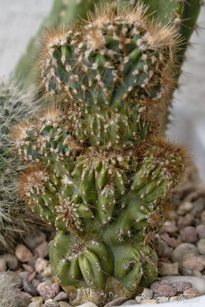 Fotografia przedstawia Cereusa peruvianus var. monstrosus (obecnie przyjęta nazwa naukowa to Cereus repandus). Jest wysokim, rozłożystym kaktusem kolumnowym dobrze znanym hodowcom kaktusów na całym świecie.