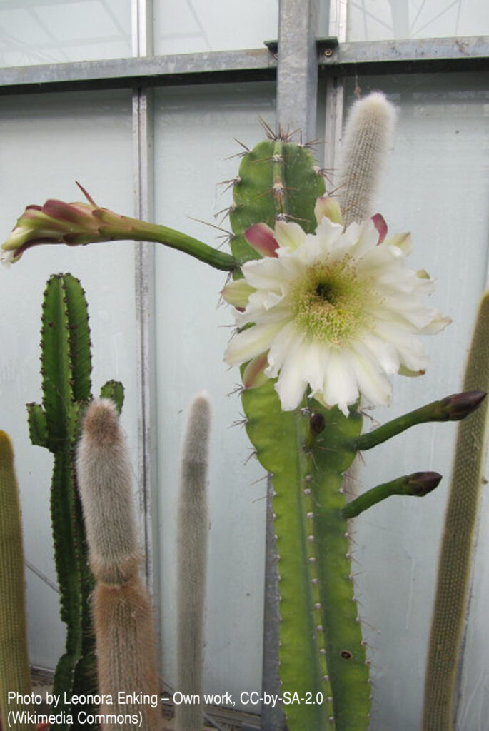 Fotografia przedstawia kwitnącego Cereusa peruvianus (obecnie przyjęta nazwa naukowa to Cereus repandus). Jest wysokim, rozłożystym kaktusem kolumnowym dobrze znanym hodowcom kaktusów na całym świecie.