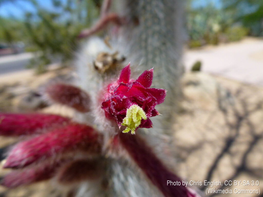 Fotografia przedstawia kwitnącego Cephalocereusa senilis. To wysoki kaktus kolumnowy z długimi, szarawobiałymi włosami, które służą do ochrony przed ostrym słońcem. Występuje we wschodnim Hidalgo w Meksyku.