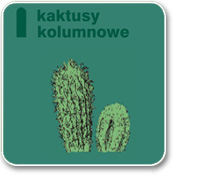 kaktusy kolumnowe – pokryte wełną i włosami