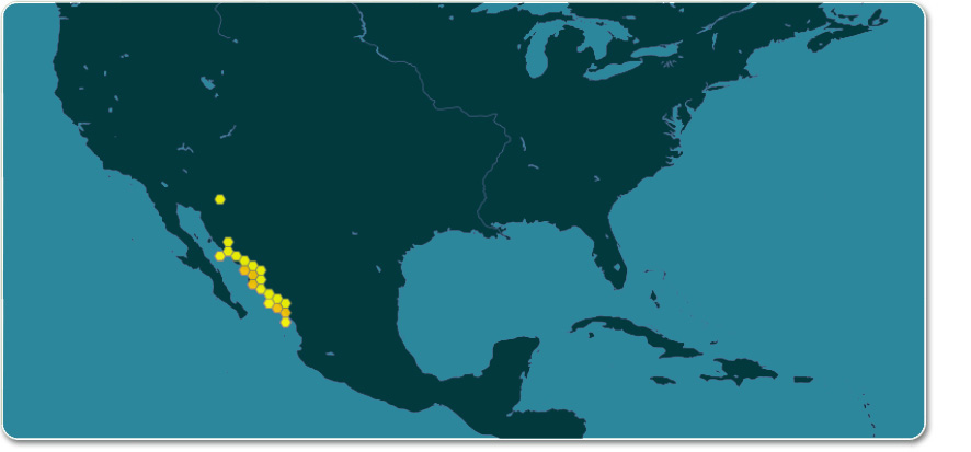występowanie Ferocactus glaucescens