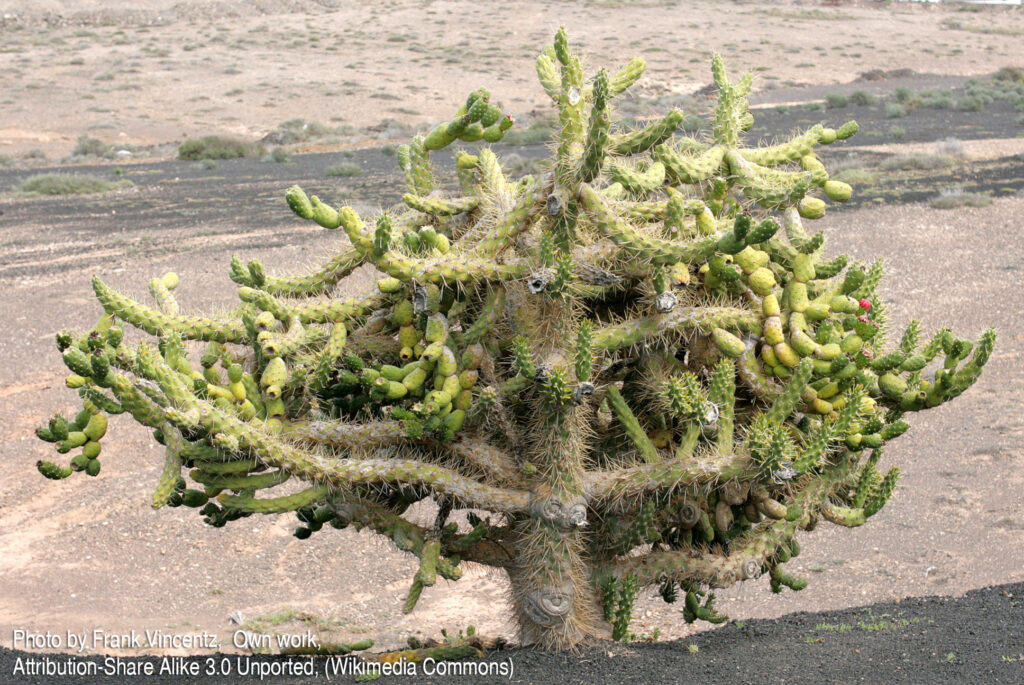 Fotografia przedstawia kaktusa Austrocylindropuntia subulata rosnąca w naturalnym środowisku w formie drzewa. Występuje rdzennie w peruwiańskich Andach. Jest kaktusem kolumnową, ale należy do opuncji.