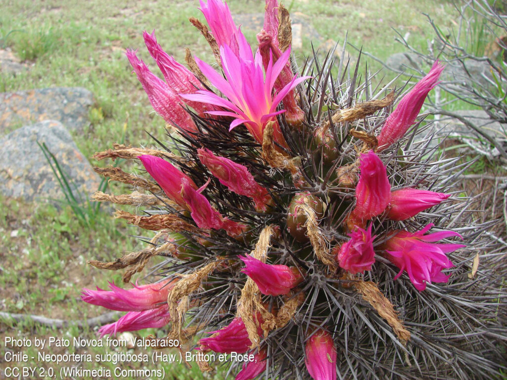 Fotografia przedstawia różowe kwiaty na Eriosyce subgibbosa. To kaktus kulisty (później cylindryczny), o cierniach przypominające igły, które częściowo zakrywające żebra. Dawniej był zaliczany do Neoporterii