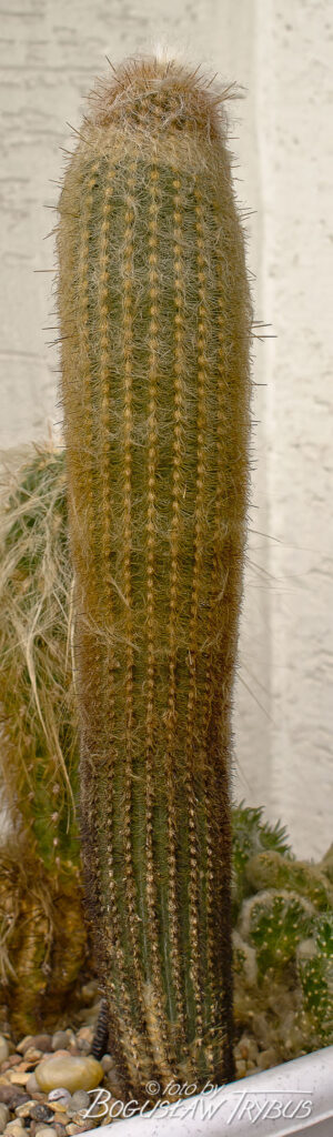 Fotografia przedstawia Espostoę lanata. To wolno rosnący kaktus kolumnowy w kształcie drzewa, o wysokości od 1,5 do 7 m. Jest gęsto owłosiony. Rośnie w Andach.