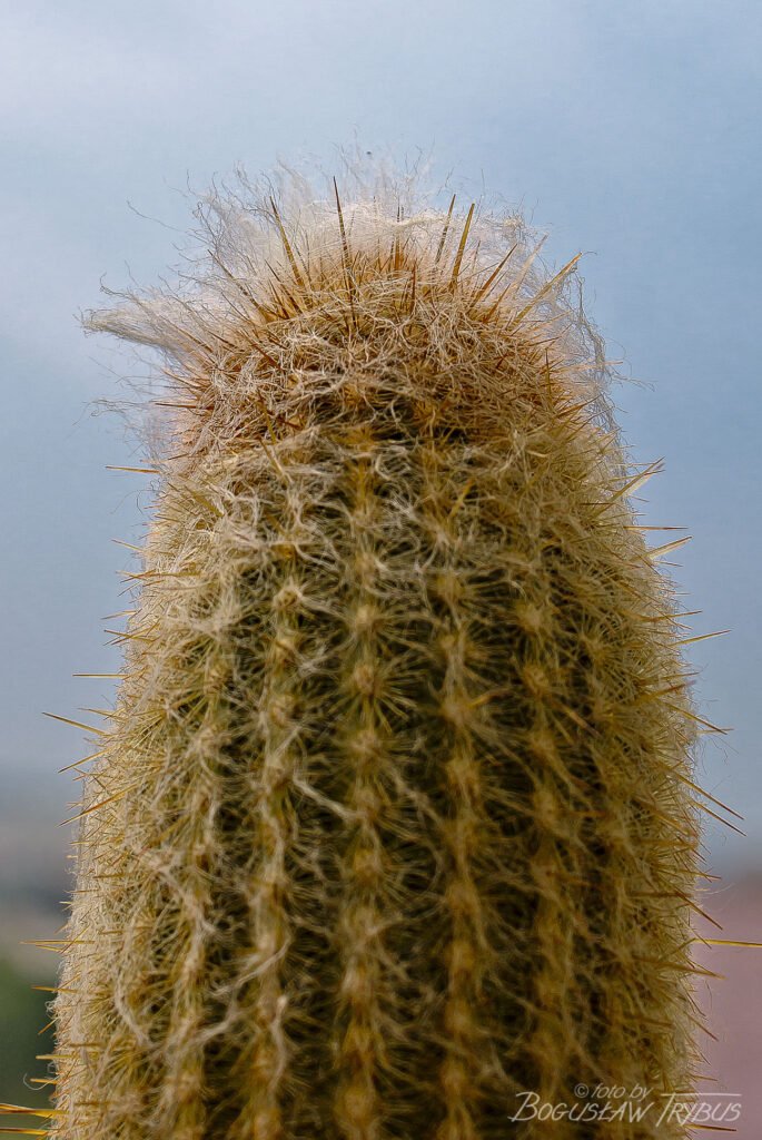 Fotografia przedstawia Espostoę lanata. To wolno rosnący kaktus kolumnowy w kształcie drzewa, o wysokości od 1,5 do 7 m. Jest gęsto owłosiony. Rośnie w Andach.