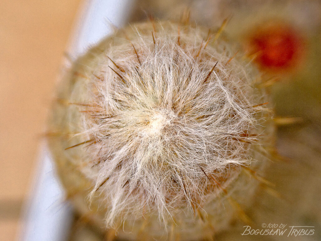 Fotografia przedstawia Espostoę lanata. To wolno rosnący kaktus kolumnowy w kształcie drzewa, o wysokości od 1,5 do 7 m. Jest gęsto owłosiony. Rośnie w Andach.