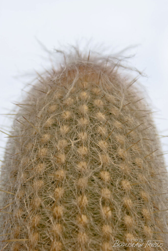 Fotografia przedstawia Espostoę lanata. To wolno rosnący kaktus kolumnowy w kształcie drzewa, o wysokości od 1,5 do 7 m. Jest gęsto owłosiony. Rośnie w Andach.