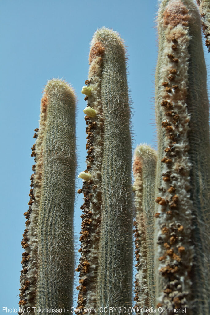 Fotografia przedstawia Espostoe lanata w naturalnym środowisku. To wolno rosnący kaktus kolumnowy w kształcie drzewa, o wysokości od 1,5 do 7 m. Jest gęsto owłosiony. Rośnie w Andach.