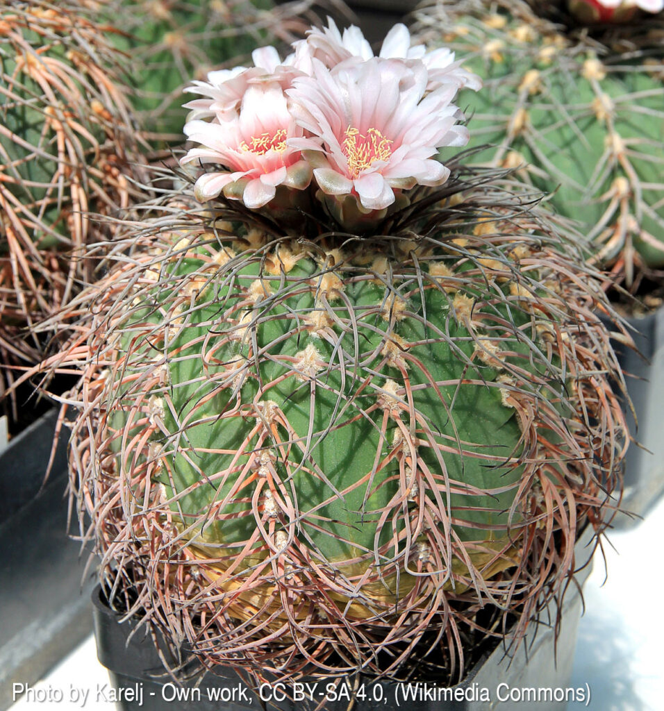 Fotografia przedstawia kwitnące Gymnocalycium spegazzinii. To spłaszczony samotny kaktus z bardzo charakterystycznymi cierniami skierowanymi w bok lub w dół.