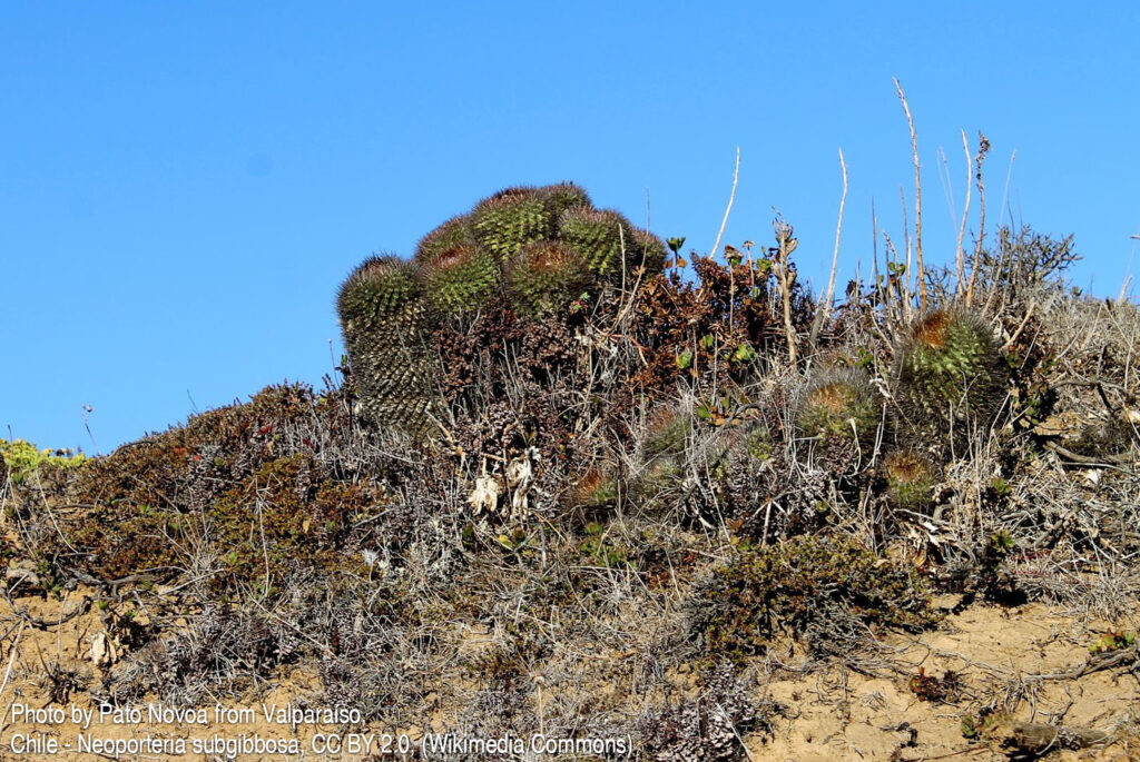Fotografia przedstawia Eriosyce subgibbosa w naturalnym środowisku. To kaktus kulisty (później cylindryczny), o cierniach przypominające igły, które częściowo zakrywające żebra. Dawniej był zaliczany do Neoporterii