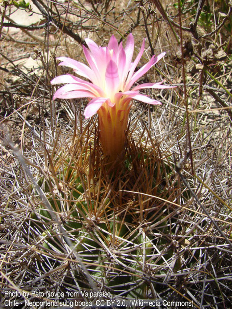 Fotografia przedstawia kwiat na Eriosyce subgibbosa. To kaktus kulisty (później cylindryczny), o cierniach przypominające igły, które częściowo zakrywające żebra. Dawniej był zaliczany do Neoporterii