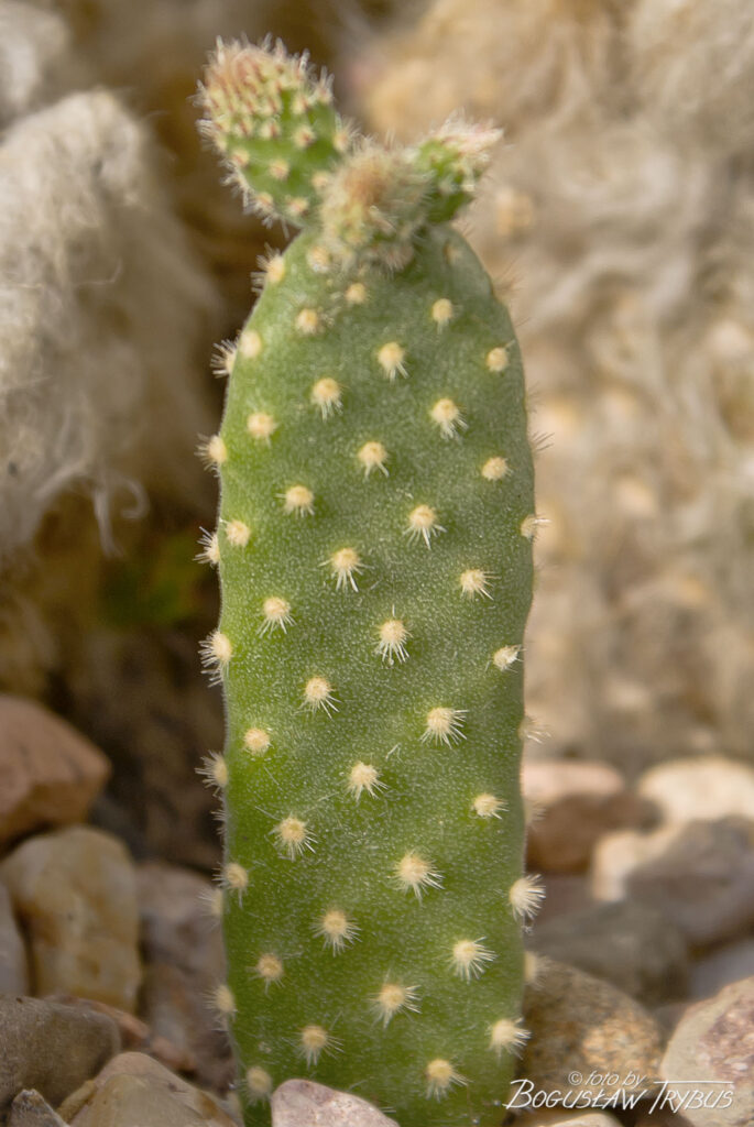 Fotografia przedstawia Opuntię microdasys – opuncja drobnokolczasta jest zwykle niska, mocno rozgałęziona i czasami płożąca. Nie na nich cierni, ale występują licznie drobno zadziorowe glochidy.