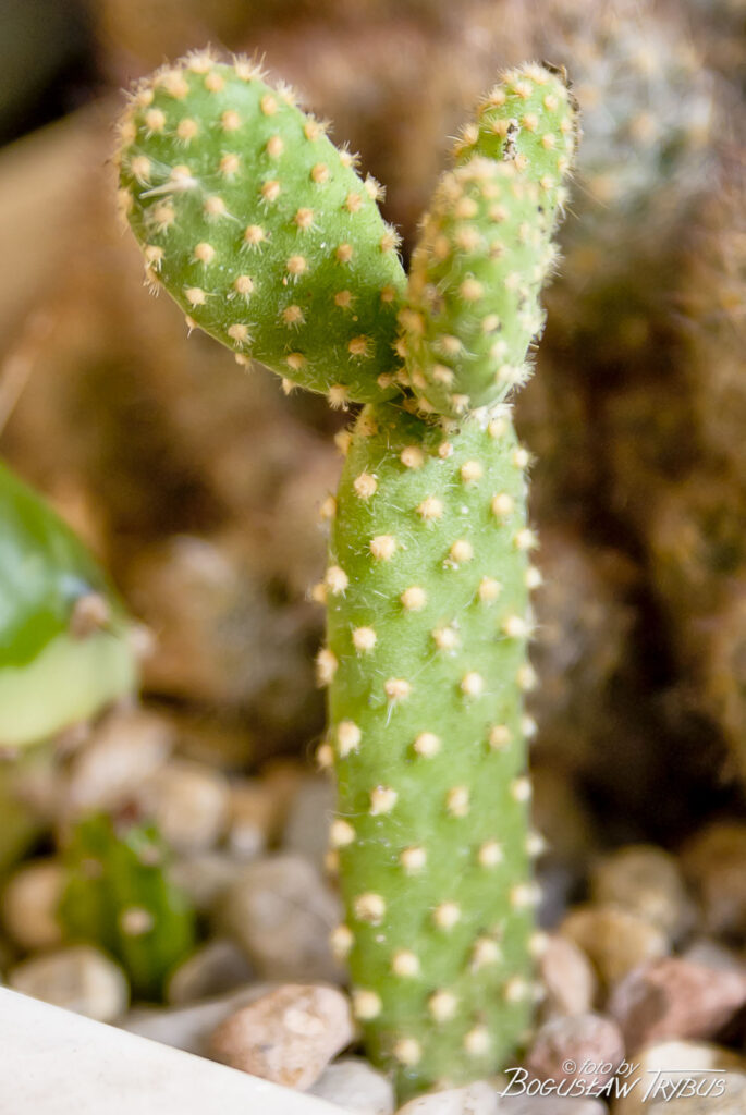 Fotografia przedstawia Opuntię microdasys – opuncja drobnokolczasta jest zwykle niska, mocno rozgałęziona i czasami płożąca. Nie na nich cierni, ale występują licznie drobno zadziorowe glochidy.