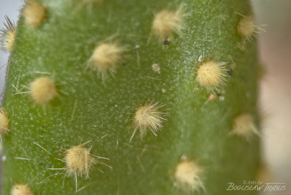 Fotografia przedstawia Opuntię microdasys – opuncja drobnokolczasta jest zwykle niska, mocno rozgałęziona i czasami płożąca. Nie na nich cierni, ale występują licznie drobno zadziorowe glochidy.