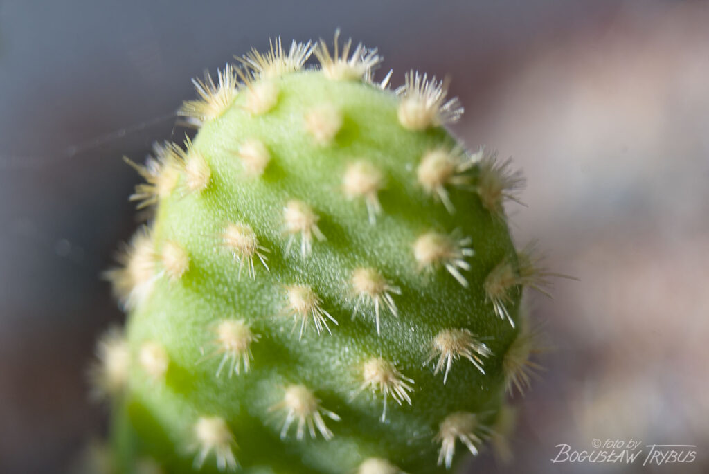 Fotografia przedstawia Opuntię microdasys – opuncja drobnokolczasta jest zwykle niska, mocno rozgałęziona i czasami płożąca. Nie na nich cierni, ale występują licznie drobno zadziorowe glochidy.