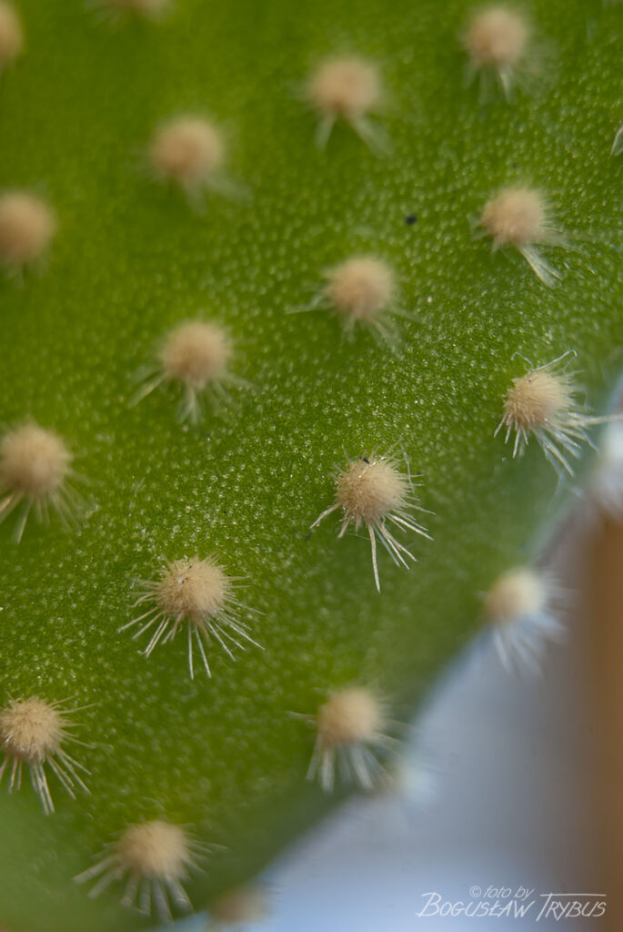 Fotografia przedstawia Opuntię microdasys – opuncja drobnokolczasta jest zwykle niska, mocno rozgałęziona i czasami płożąca. Nie na nich cierni, ale występują licznie drobno zadziorowe glochidy.