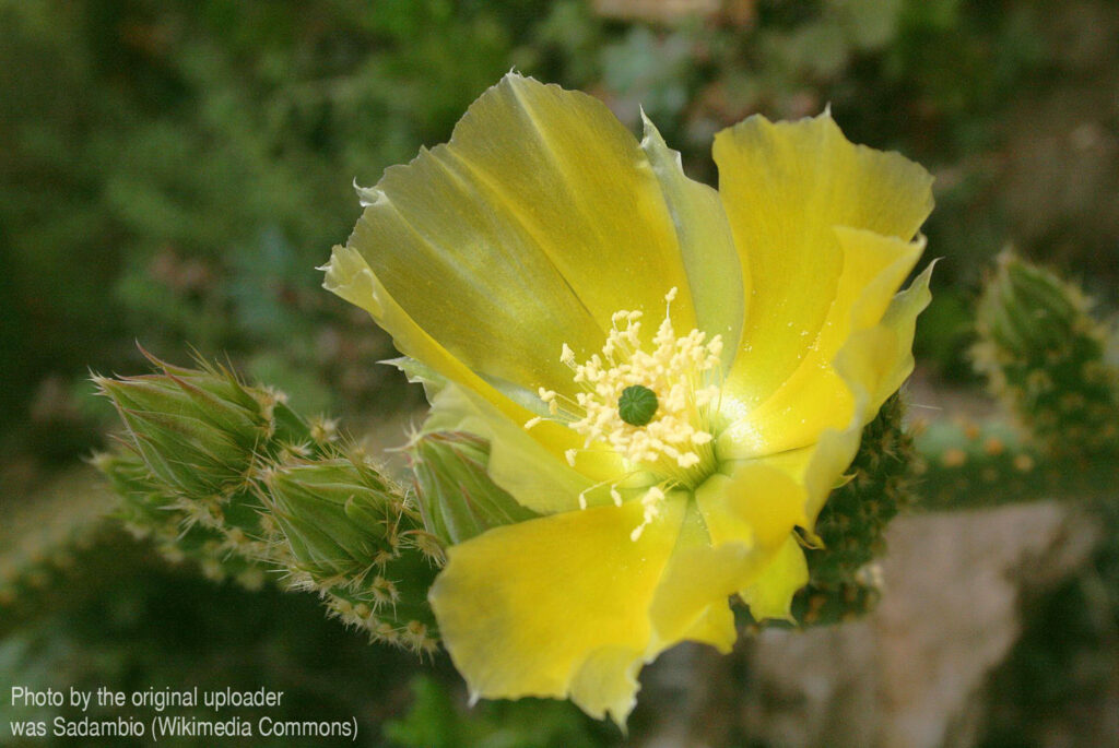 Fotografia przedstawia kwitnącą Opuntię microdasys var. pallida – opuncja drobnokolczasta jest zwykle niska, mocno rozgałęziona i czasami płożąca. Nie na nich cierni, ale występują licznie drobno zadziorowe glochidy.