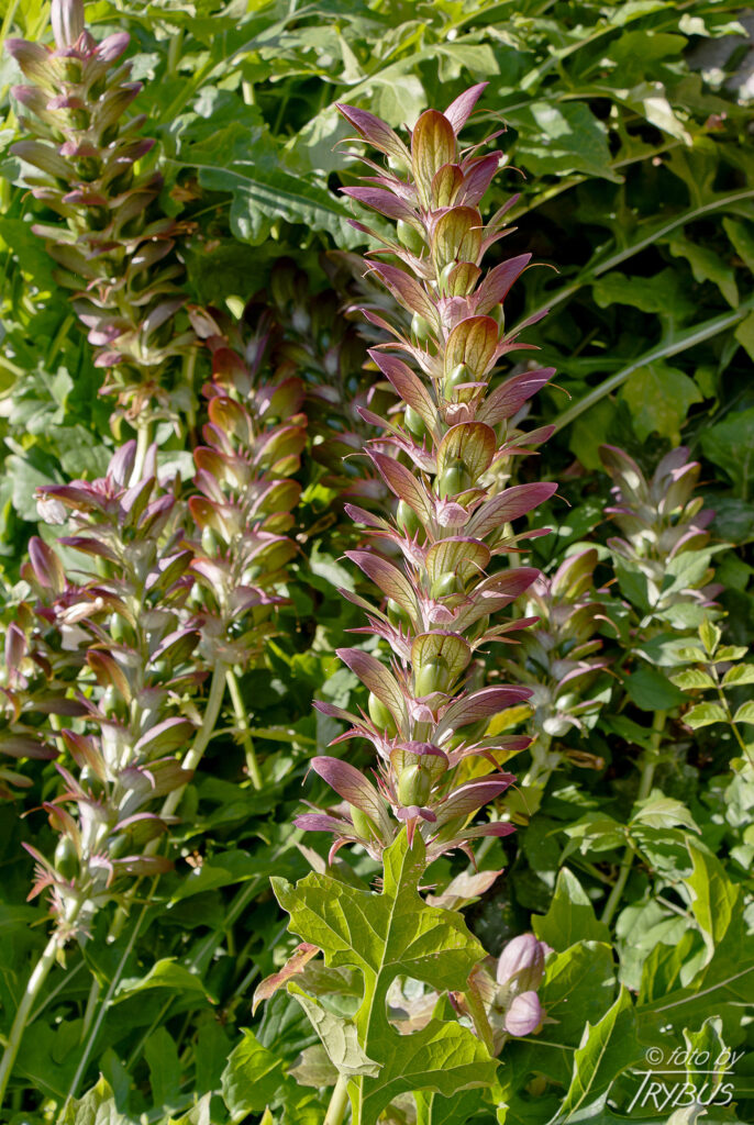 Fotografia przedstawia akant długolistny z widocznymi owocami. To gatunek rośliny z rodziny akantowatych. Pochodzi z obszaru śródziemnomorskiego, rozprzestrzeniony jednak został jako roślina ozdobna w wielu regionach świata.