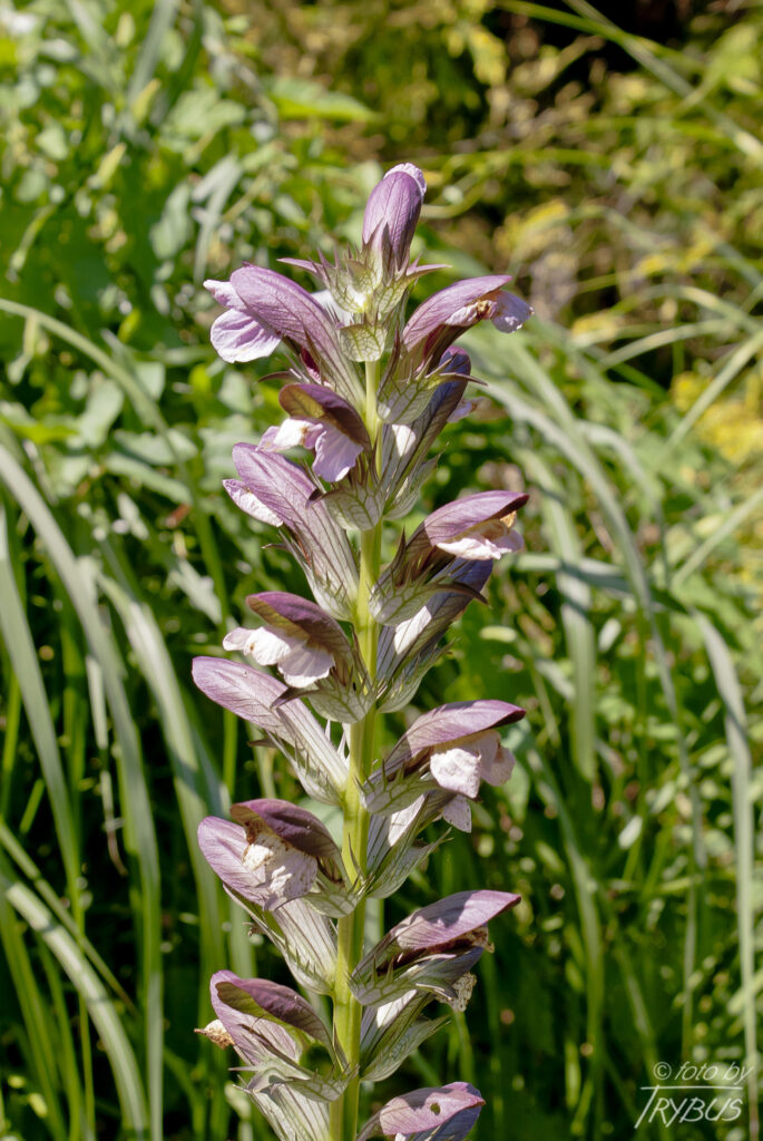 Fotografia przedstawia kwitnący akant długolistny. To gatunek rośliny z rodziny akantowatych. Pochodzi z obszaru śródziemnomorskiego, rozprzestrzeniony jednak został jako roślina ozdobna w wielu regionach świata.
