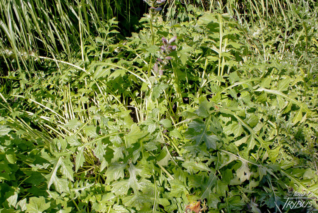 Fotografia przedstawia liście akantu długolistnego. To gatunek rośliny z rodziny akantowatych. Pochodzi z obszaru śródziemnomorskiego, rozprzestrzeniony jednak został jako roślina ozdobna w wielu regionach świata.