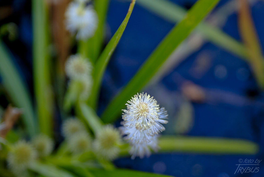 Fotografia przedstawia kwitnącą Jeżogłówkę gałęzistą. To gatunek rośliny z rodziny jeżogłówkowatych. Rośnie w szuwarach mulistych jezior i stawów.
