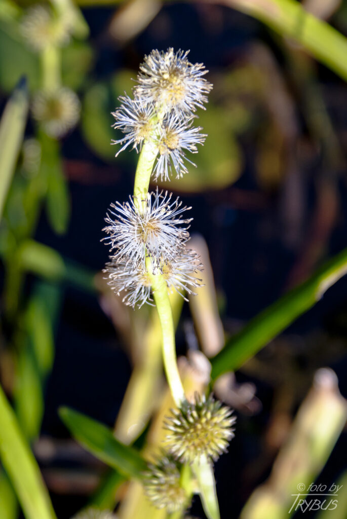 Fotografia przedstawia kwitnącą Jeżogłówkę gałęzistą. To gatunek rośliny z rodziny jeżogłówkowatych. Rośnie w szuwarach mulistych jezior i stawów.