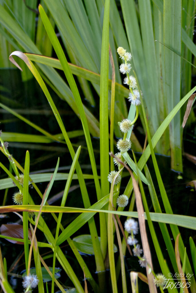 Fotografia przedstawia kwitnącą Jeżogłówkę gałęzistą. To gatunek rośliny z rodziny jeżogłówkowatych. Rośnie w szuwarach mulistych jezior i stawów.