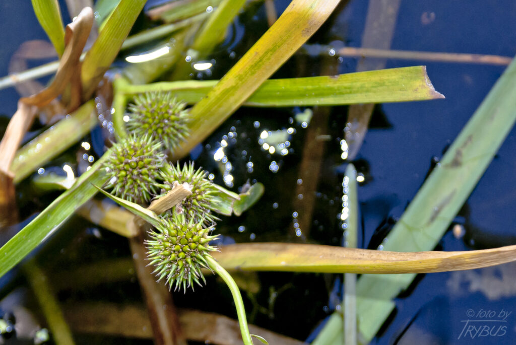 Fotografia przedstawia kwitnącą Jeżogłówkę gałęzistą. To gatunek rośliny z rodziny jeżogłówkowatych. Rośnie w szuwarach mulistych jezior i stawów.
