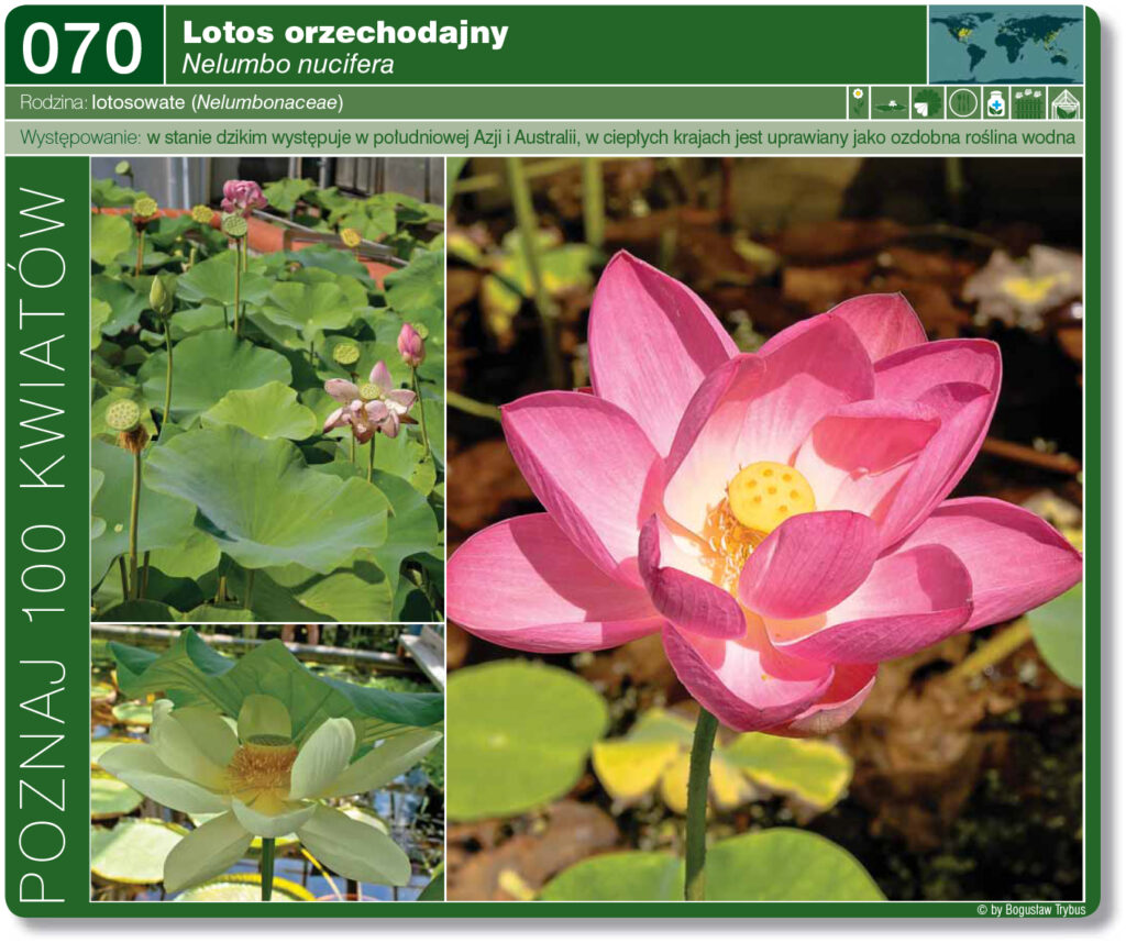 Strona prezentująca lotos orzechodajny. Pochodzi z terenów Azji oraz Australii. W krajach o cieplejszym klimacie jest uprawiany jako roślina ozdobna. U nas, w Polsce w uprawach szklarniowych.