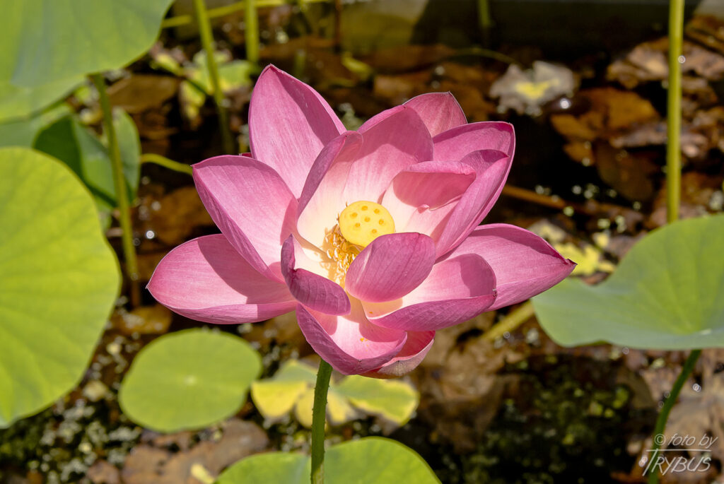 Fotografia przedstawia różowy kwiat lotosu orzechodajnego. Pochodzi z terenów Azji oraz Australii. W krajach o cieplejszym klimacie jest uprawiany jako roślina ozdobna. U nas, w Polsce w uprawach szklarniowych.