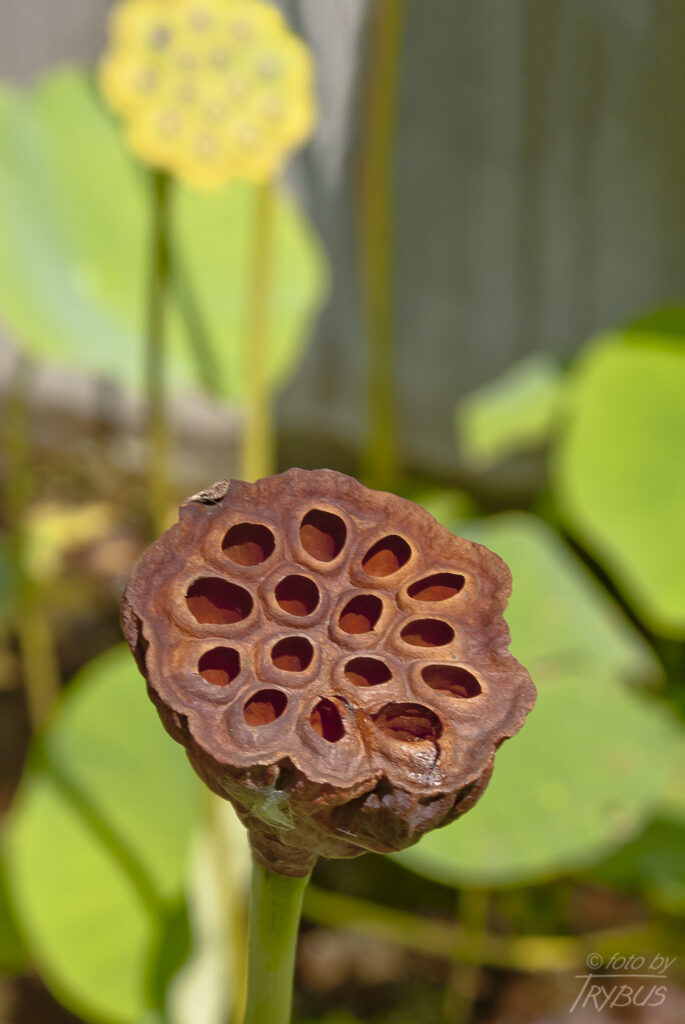 Fotografia przedstawia zasuszony owoc lotosu orzechodajnego. Pochodzi z terenów Azji oraz Australii. W krajach o cieplejszym klimacie jest uprawiany jako roślina ozdobna. U nas, w Polsce w uprawach szklarniowych.