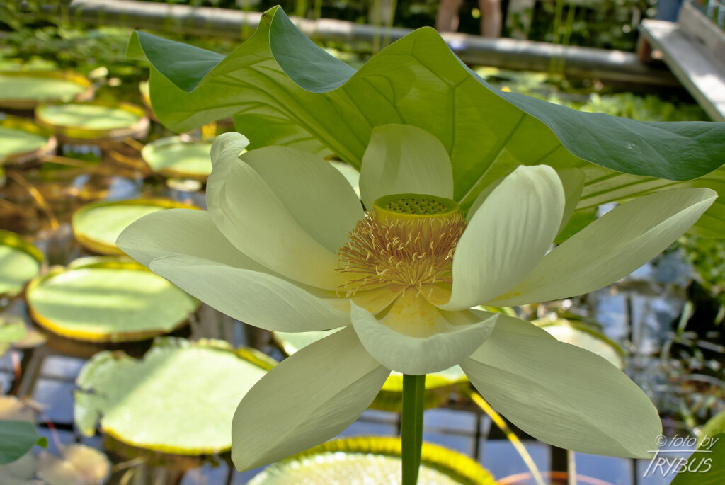 Fotografia przedstawia biały kwiat lotosu orzechodajnego. Pochodzi z terenów Azji oraz Australii. W krajach o cieplejszym klimacie jest uprawiany jako roślina ozdobna. U nas, w Polsce w uprawach szklarniowych.