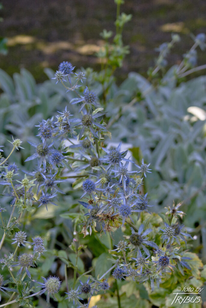 Fotografia przedstawia kwitnącego mikołajka płaskolistnego. To gatunek rośliny wieloletniej należący do rodziny selerowatych. Rośnie na słonecznych stokach, miedzach i ugorach. Jest uprawiany ze względu na niebiesko-sine kwiatostany.