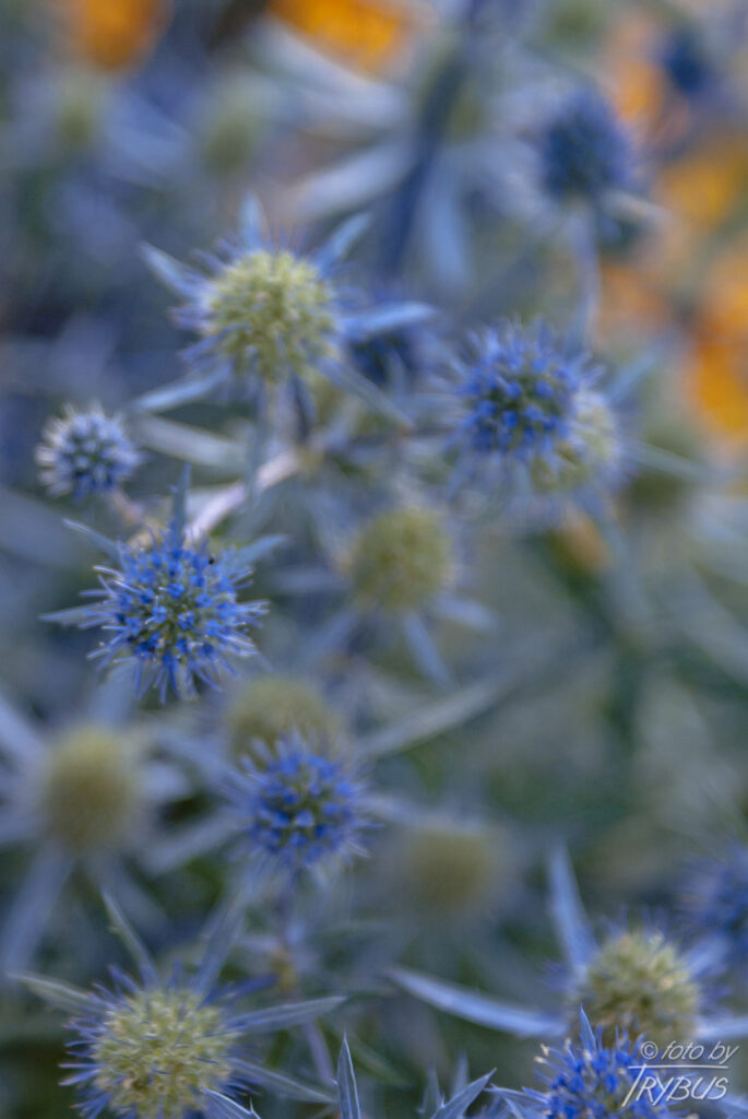 Fotografia przedstawia kwitnącego mikołajka płaskolistnego. To gatunek rośliny wieloletniej należący do rodziny selerowatych. Rośnie na słonecznych stokach, miedzach i ugorach. Jest uprawiany ze względu na niebiesko-sine kwiatostany.