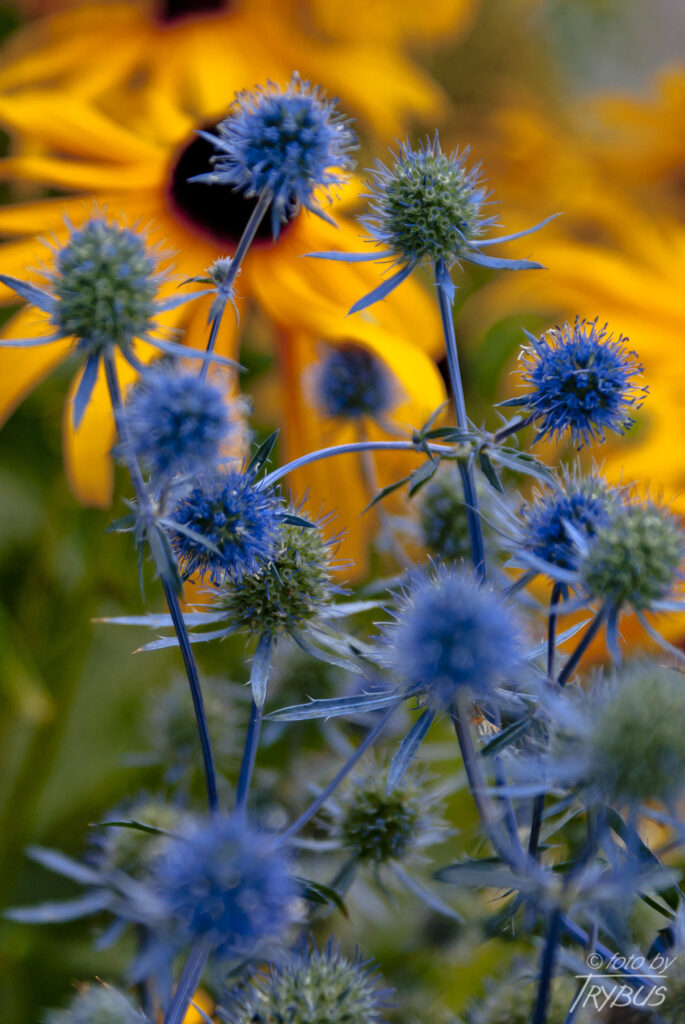 Fotografia przedstawia kwitnącego mikołajka płaskolistnego. To gatunek rośliny wieloletniej należący do rodziny selerowatych. Rośnie na słonecznych stokach, miedzach i ugorach. Jest uprawiany ze względu na niebiesko-sine kwiatostany.