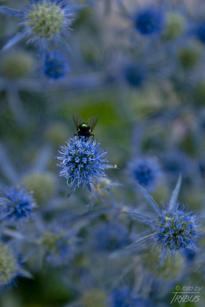 Fotografia przedstawia kwitnącego mikołajka płaskolistnego. To gatunek rośliny wieloletniej należący do rodziny selerowatych. Rośnie na słonecznych stokach, miedzach i ugorach. Jest uprawiany ze względu na niebiesko-sine kwiatostany.