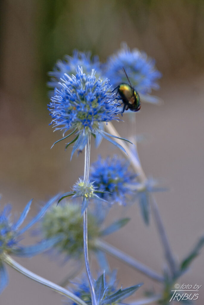 Fotografia przedstawia kwitnącego mikołajka płaskolistnego. To gatunek rośliny wieloletniej należący do rodziny selerowatych. Rośnie na słonecznych stokach, miedzach i ugorach. Jest uprawiany ze względu na niebiesko-sine kwiatostany.