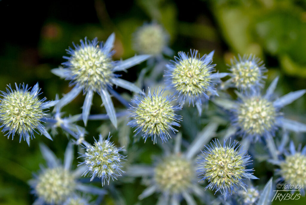 Fotografia przedstawia kwitnącego mikołajka płaskolistnego. To gatunek rośliny wieloletniej należący do rodziny selerowatych. Rośnie na słonecznych stokach, miedzach i ugorach. Jest uprawiany ze względu na niebiesko-sine kwiatostany.