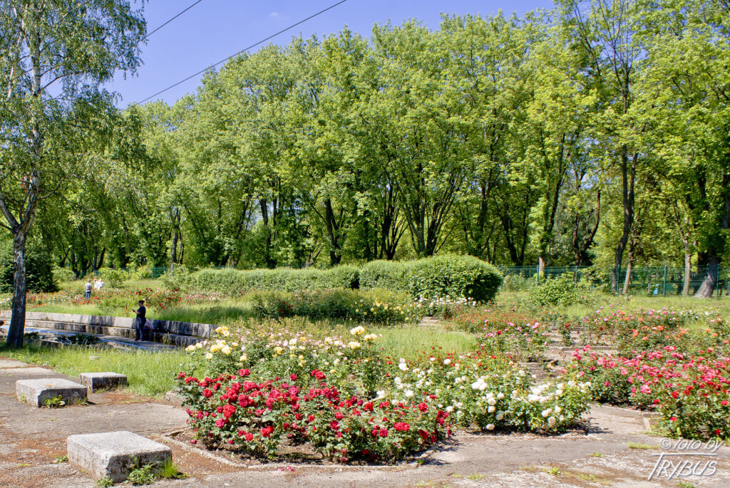 Rosarium w Parku Śląskim w Chorzowie. To ogród (lub jego części), gdzie uprawiane i eksponowane są kolekcje róż.