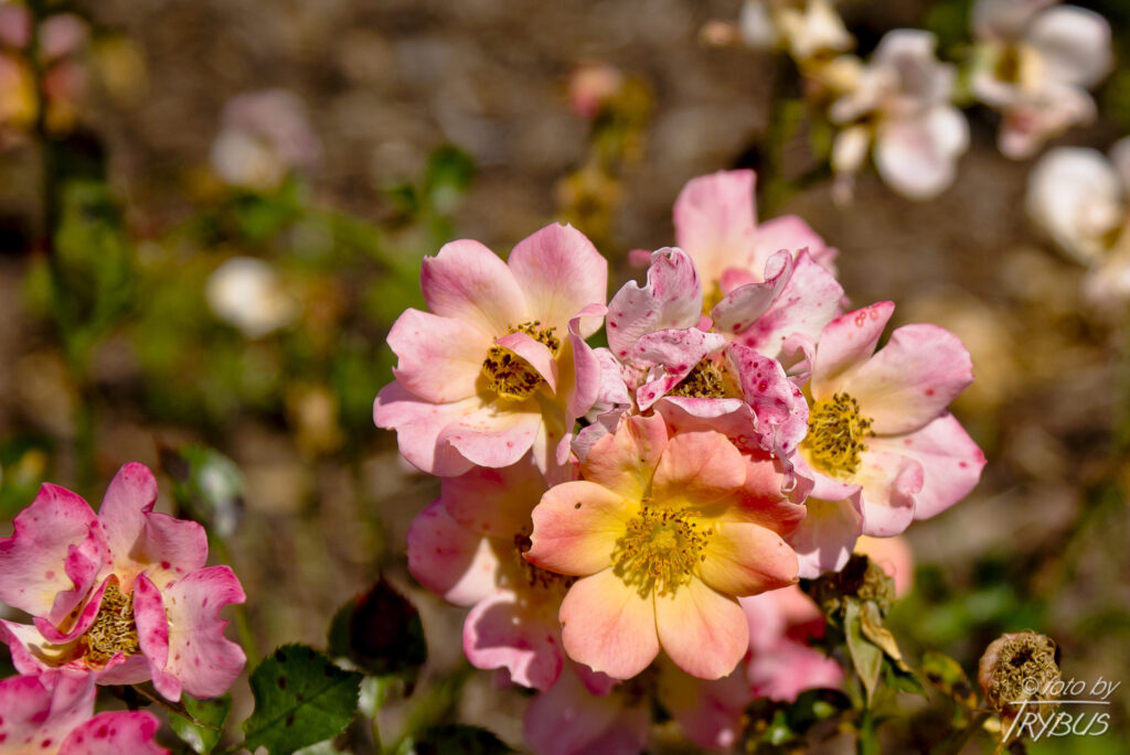 Fotografia przedstawia kwitnącą różę. Odmiany ozdobnych róż rozmnaża się przez okulizację na podkładkach z dzikich róż.