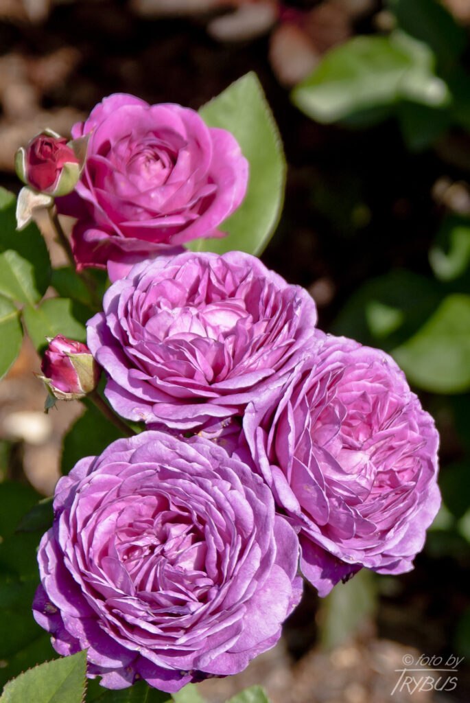 Fotografia przedstawia kwitnącą różę. Odmiany ozdobnych róż rozmnaża się przez okulizację na podkładkach z dzikich róż.