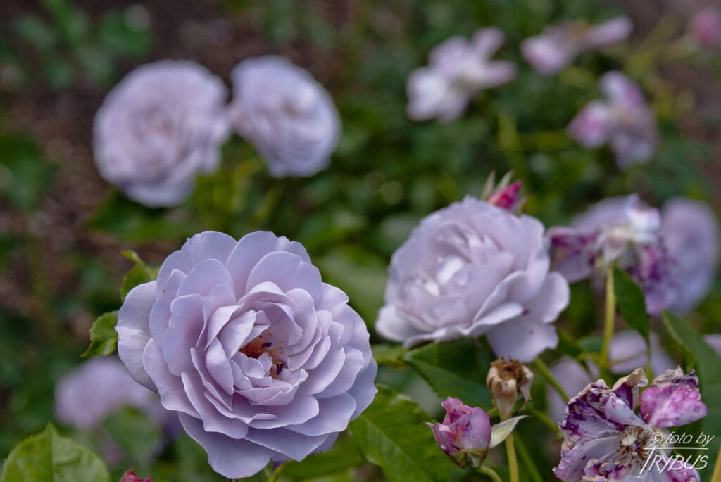 Fotografia przedstawia kwitnącą różę. Odmiany ozdobnych róż rozmnaża się przez okulizację na podkładkach z dzikich róż.
