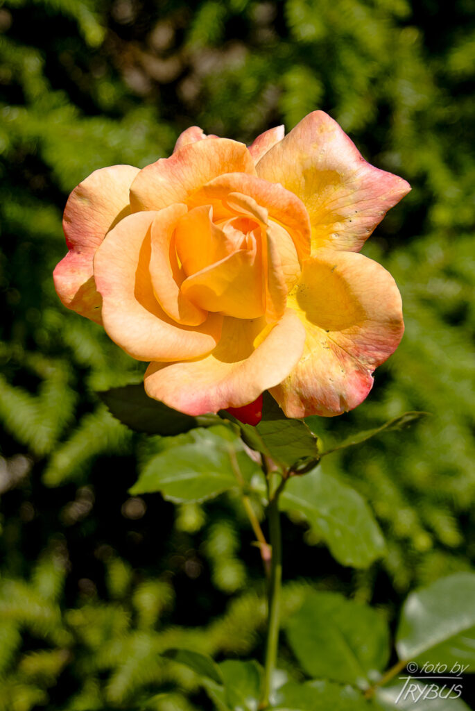 Fotografia przedstawia kwitnącą różę. Odmiany ozdobnych róż rozmnaża się przez okulizację na podkładkach z dzikich róż.