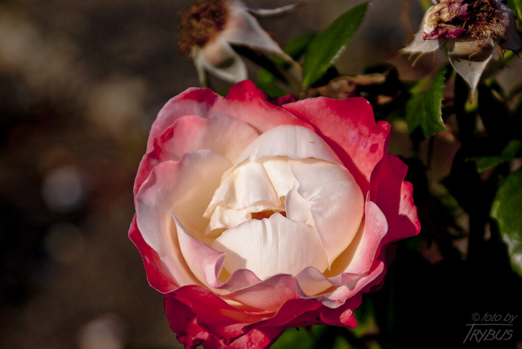 Fotografia przedstawia kwitnącą różę. Odmiany ozdobnych róż rozmnaża się przez okulizację na podkładkach z dzikich róż.